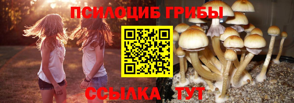 купить   Галлюциногенные грибы Psilocybe  Вход с VPN  Светлоград 